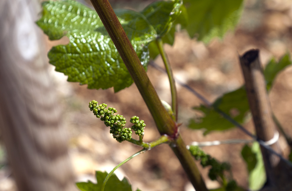 Vintage 2013 in Burgundy