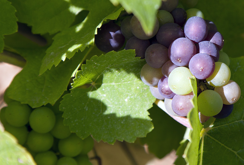 Harvest 2013