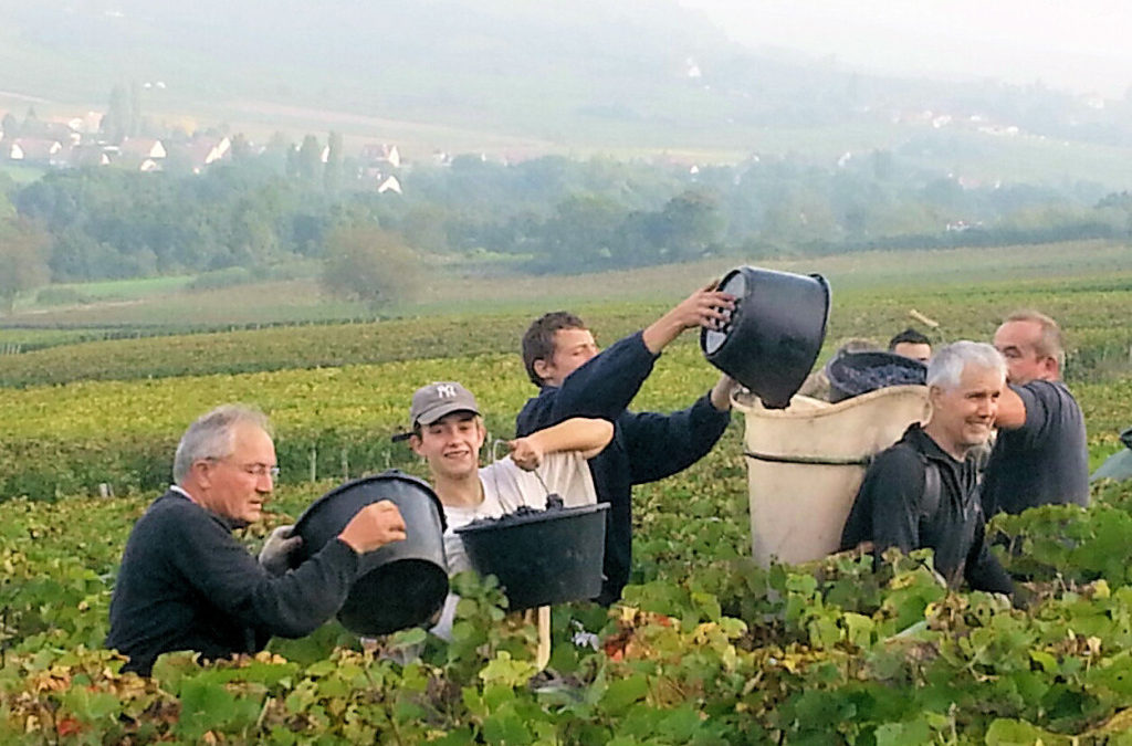 At the heart of the 2013 Harvest