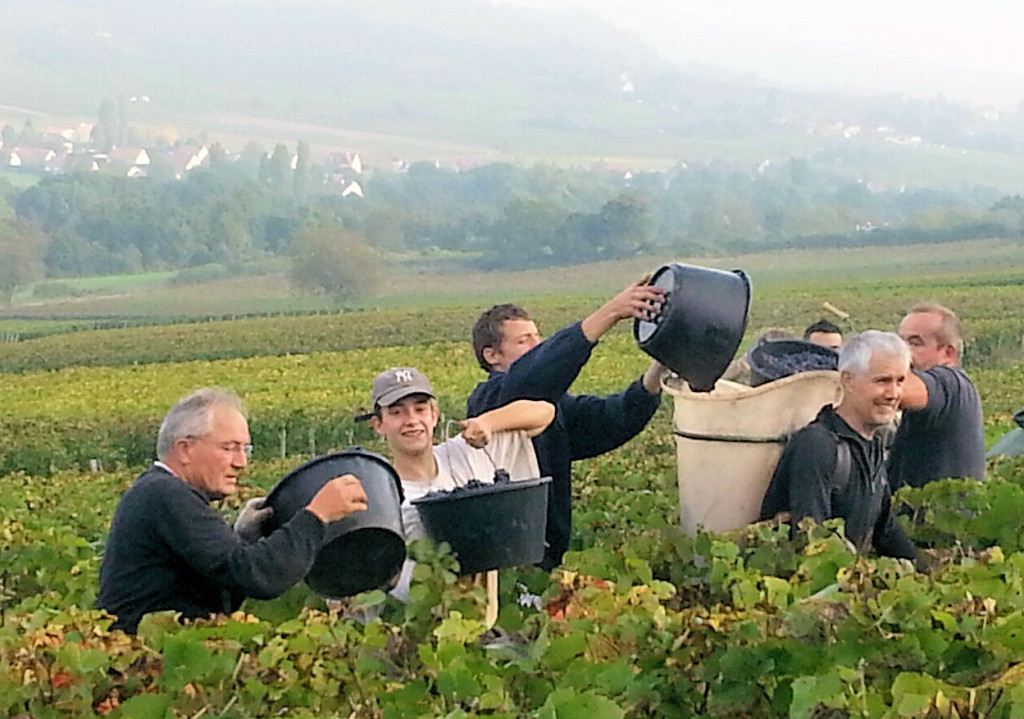 vendanges_bourgogne