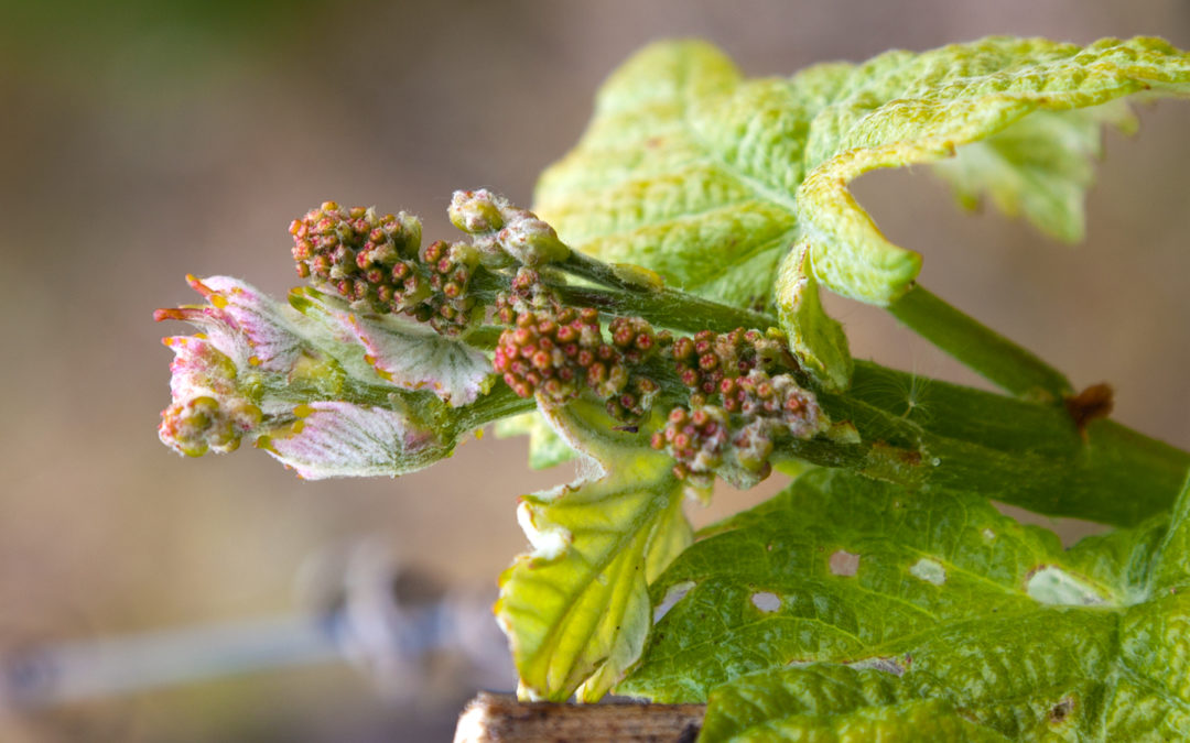 The vine in Burgundy