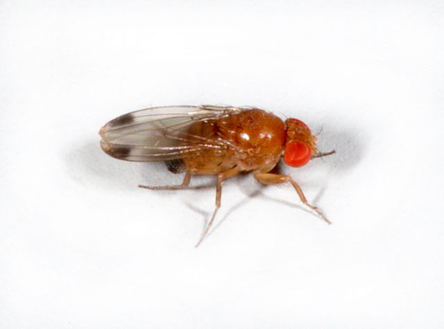 Drosophila Suzukii