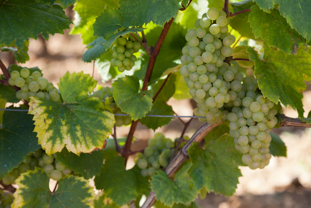 Vintage 2014 in Burgundy wines