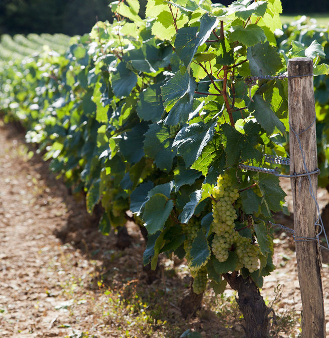 Burgundy wines: the 2013 vintage