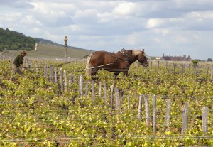 Welche Rebsorte in Burgund?