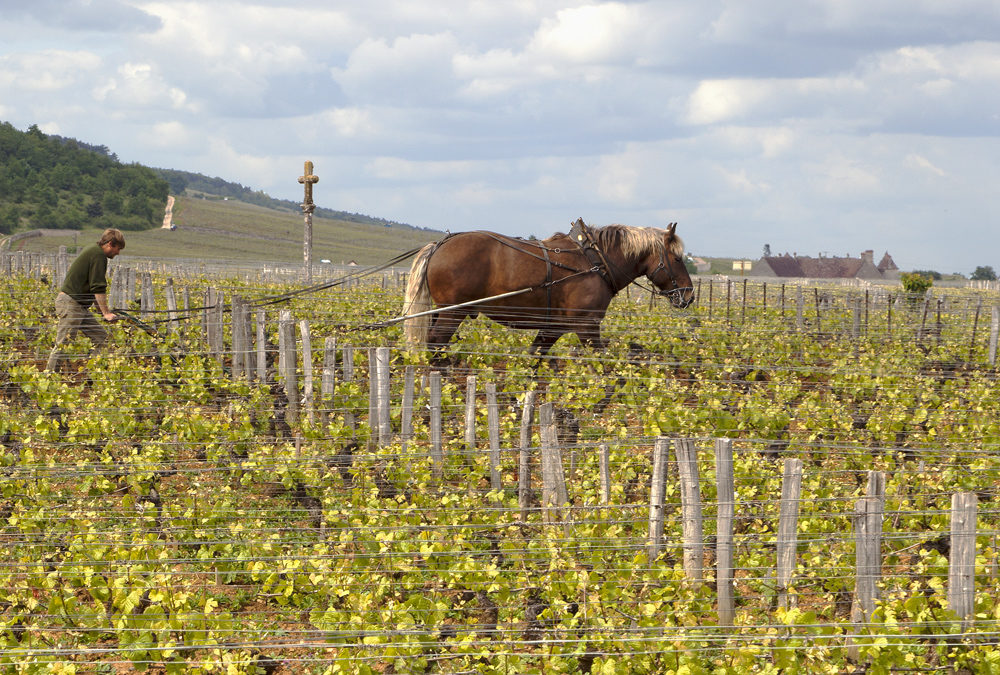 Domaine Romanée-Conti