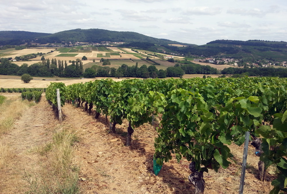 Sécheresse 2015 en Bourgogne