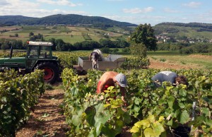 Mercurey, wine capital of the Côte Chalonnaise