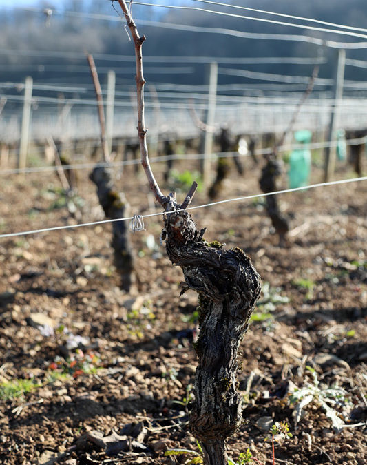 Pruning the vine in Burgundy