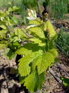 Vintage 2018 Burgundy