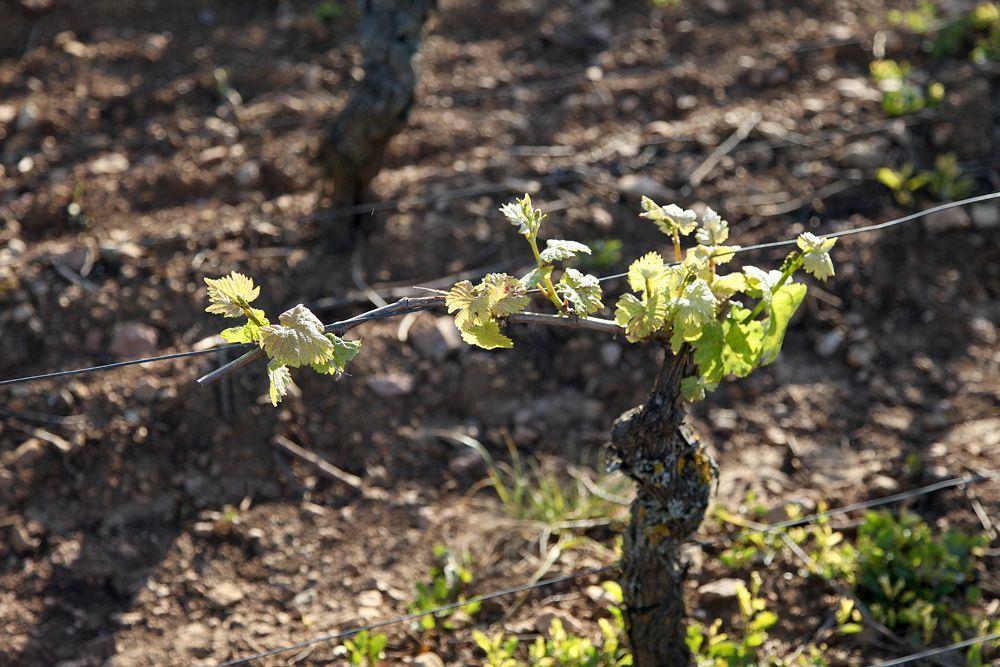 What impact of the virus for Burgundy winegrowers?