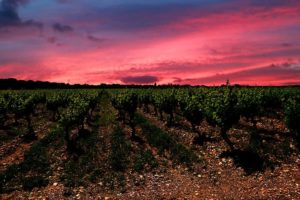 Pommard, Wine of the Côte de Beaune