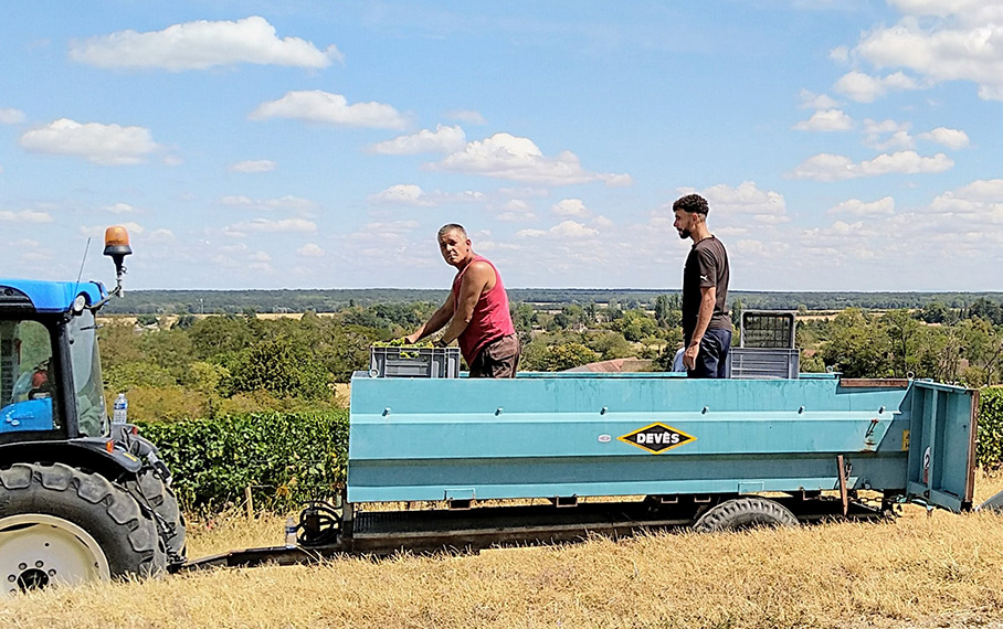 Harvest 2020 Burgundy