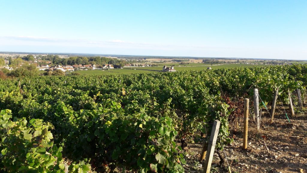 Bio immer höher in Burgund