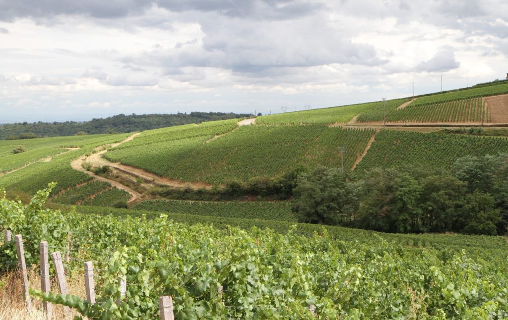 Der Weinberg von Burgund strebt einen Null-Kohlenstoff-Gehalt an